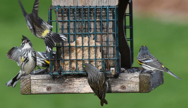 The Best Way To Clean Bird Feeders