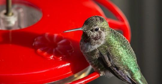The Best Way to Feed Hummingbirds in Warm Weather