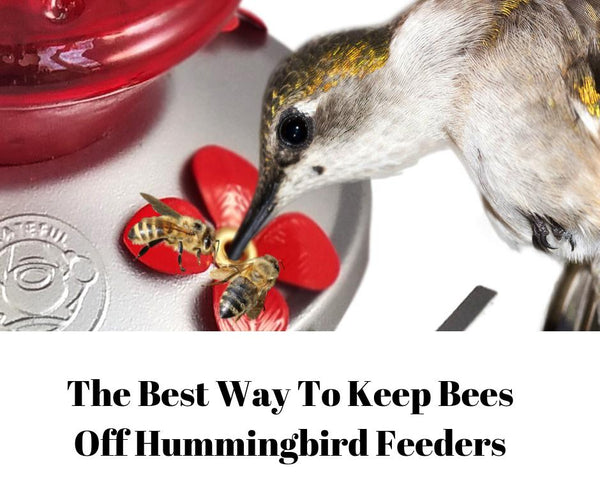 The Best Way To Keep Bees Off Hummingbird Feeders