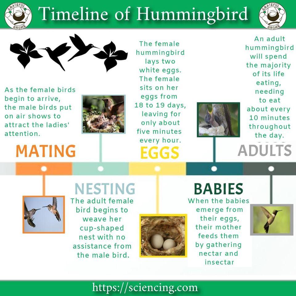 Timeline of a Hummingbird – Grateful Gnome