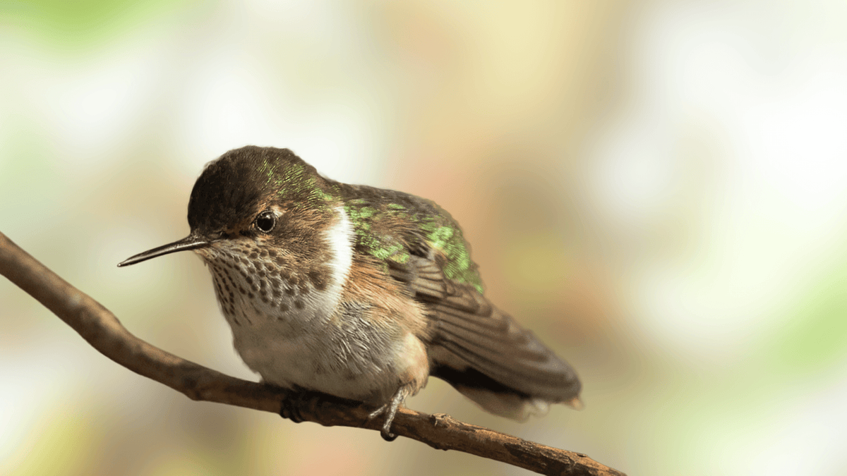 Volcano Hummingbird – Grateful Gnome
