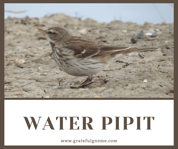 Water Pipit