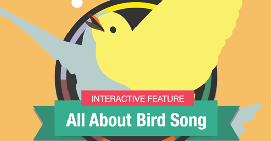 What is a songbird? – Grateful Gnome