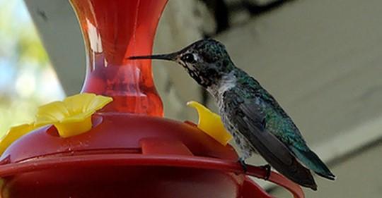 Why Does Sugar Water Made for Hummingbirds Turn Cloudy? – Grateful Gnome
