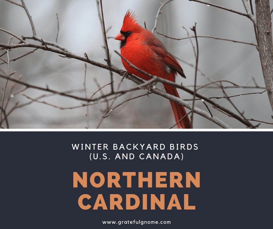 Northern Cardinal - Winter Backyard Birds (U.S. and Canada) – Grateful ...