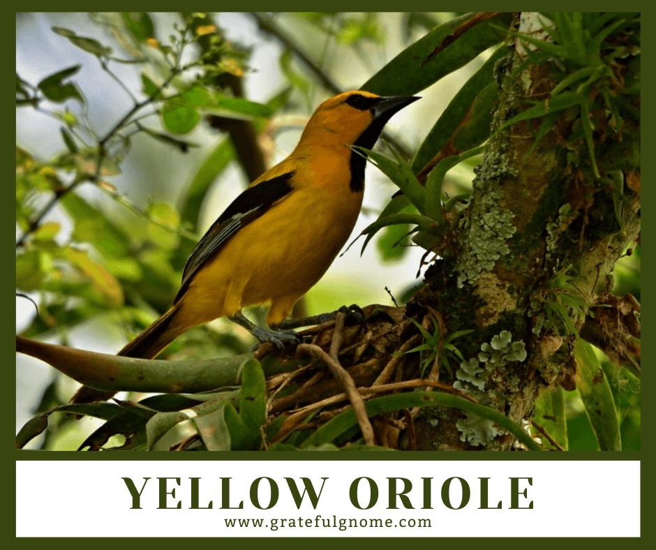 Yellow Oriole – Grateful Gnome